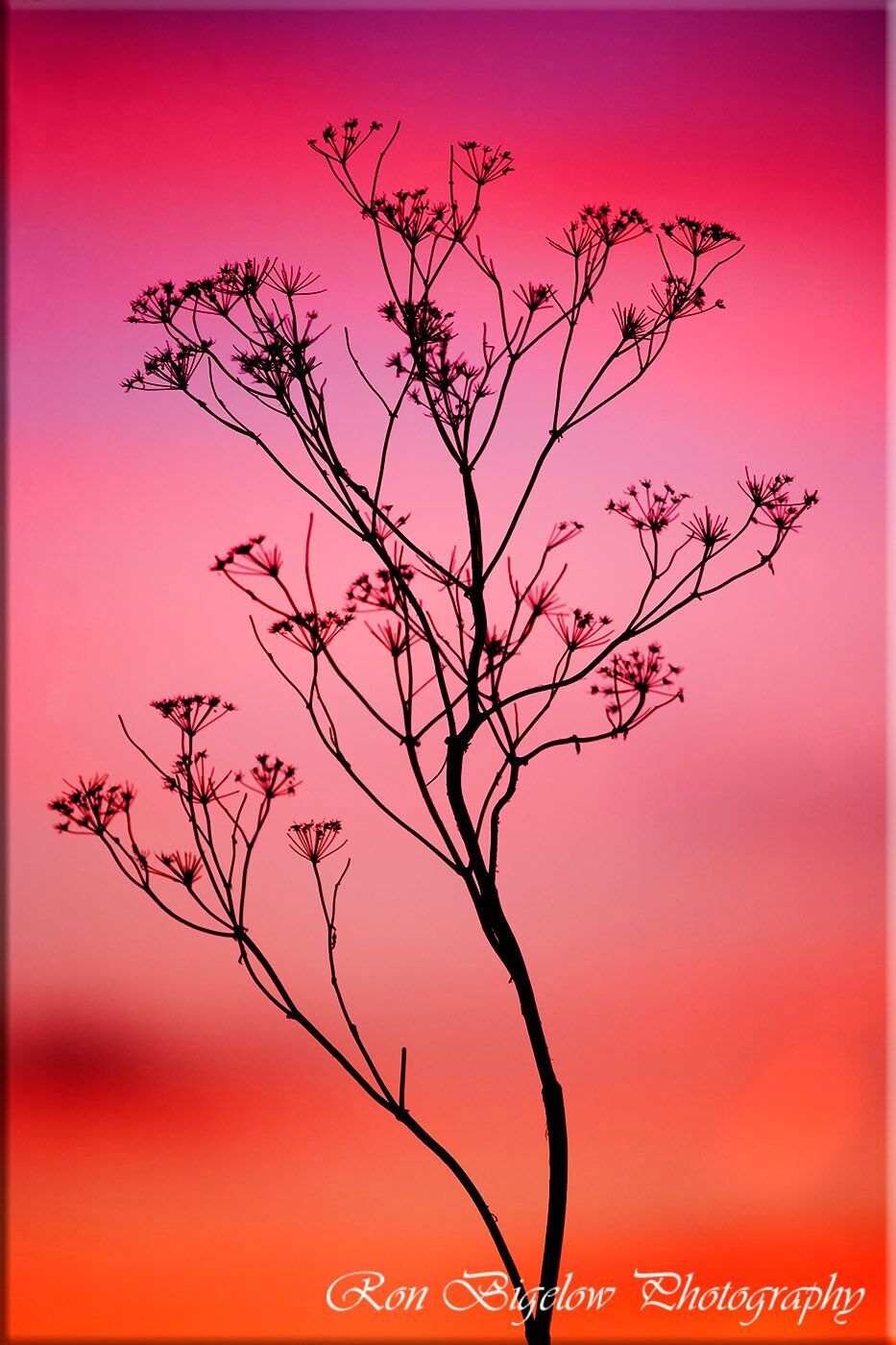 Ron Bigelow Photography - Bush at Sunset