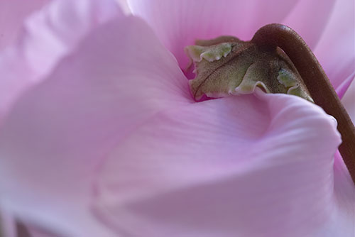 Ron Bigelow Photography - Cyclamen