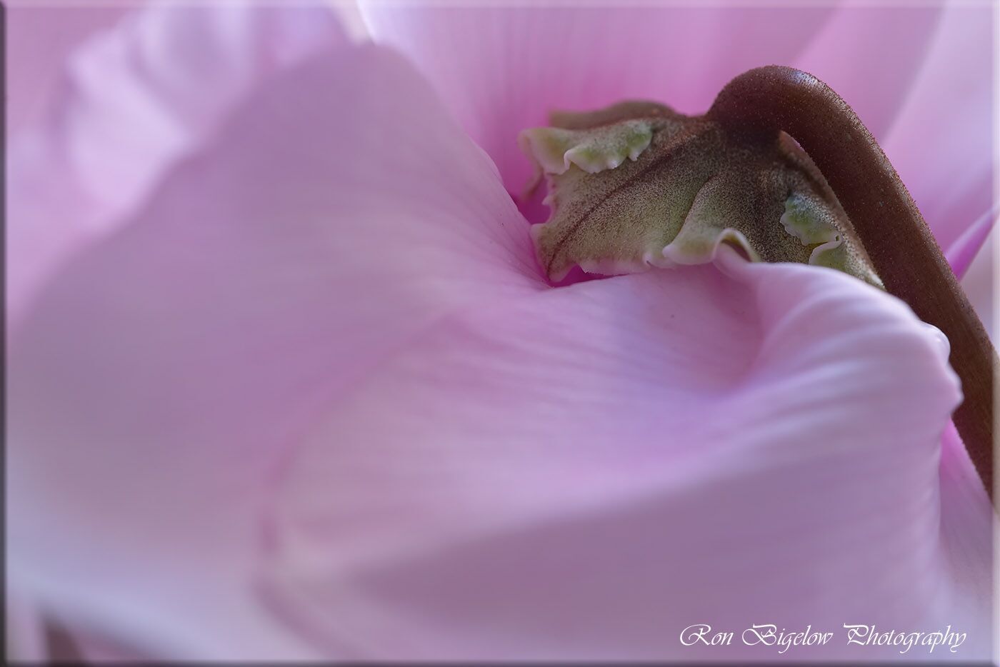 Ron Bigelow Photography - Cyclamen