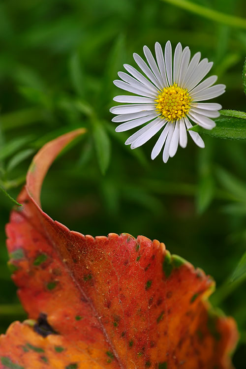 Ron Bigelow Photography - Daisy