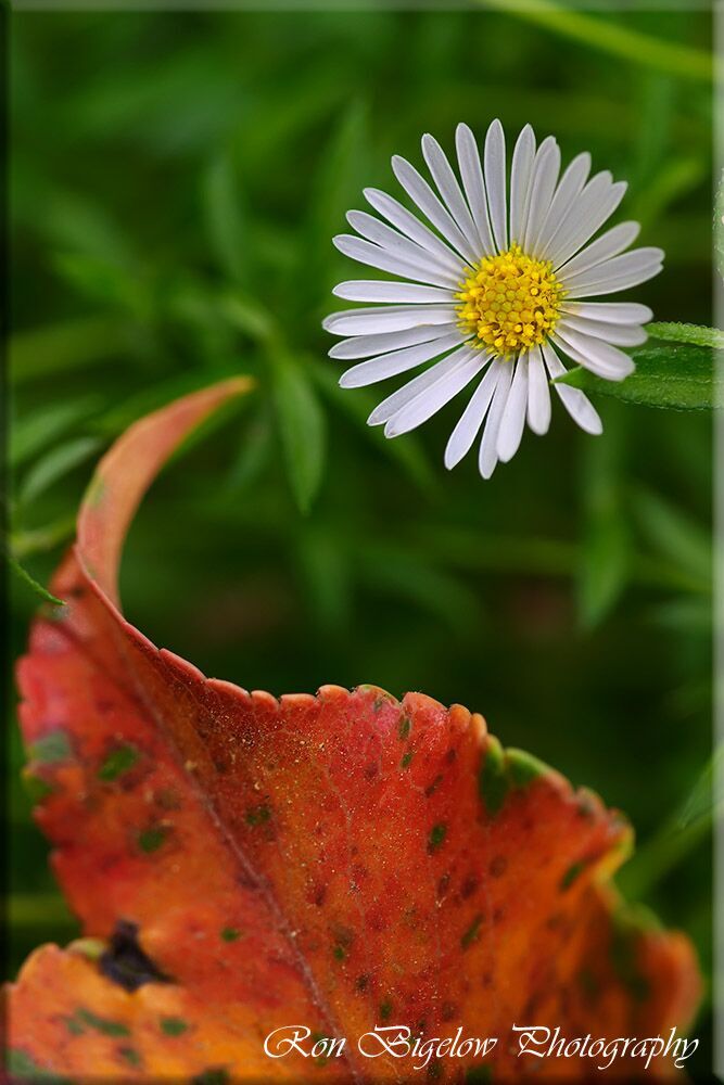 Ron Bigelow Photography - Daisy