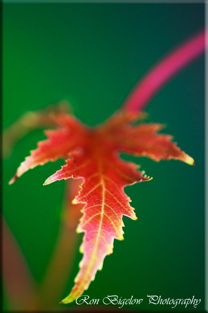 Ron Bigelow Photography - Fall Leaf