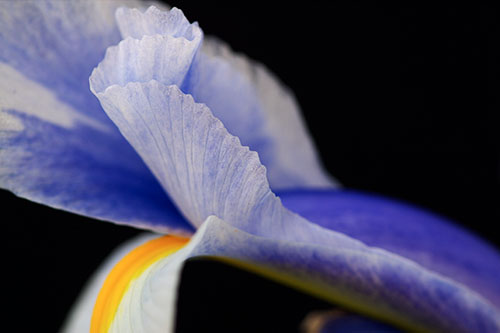 Ron Bigelow Photography - Iris