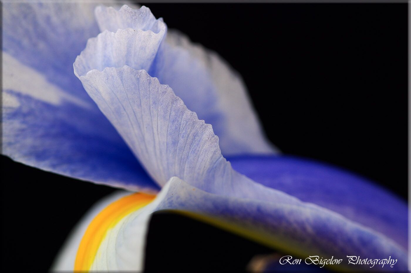 Ron Bigelow Photography - Iris
