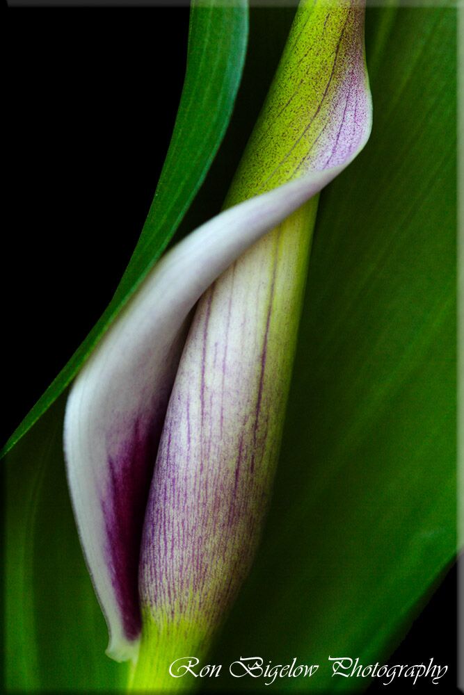 Ron Bigelow Photography - Lily