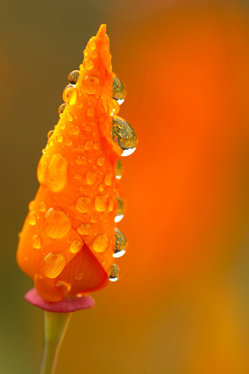 Ron Bigelow Photography - Poppy