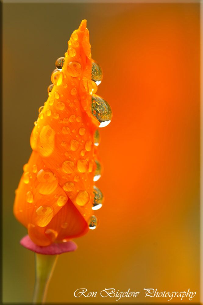 Ron Bigelow Photography - Poppy