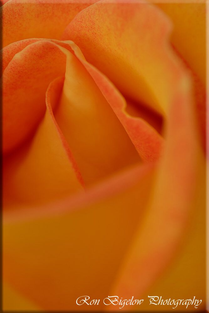 Ron Bigelow Photography - Rose