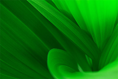 Ron Bigelow Photography - San Jacinto River Fern