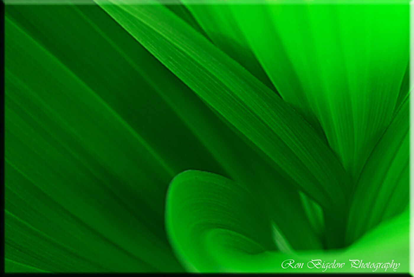 Ron Bigelow Photography - San Jacinto River Fern