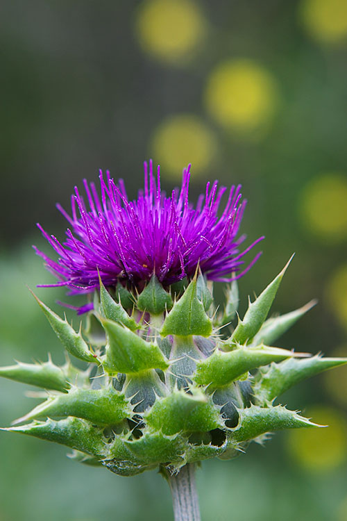 Ron Bigelow Photography - Wildflower