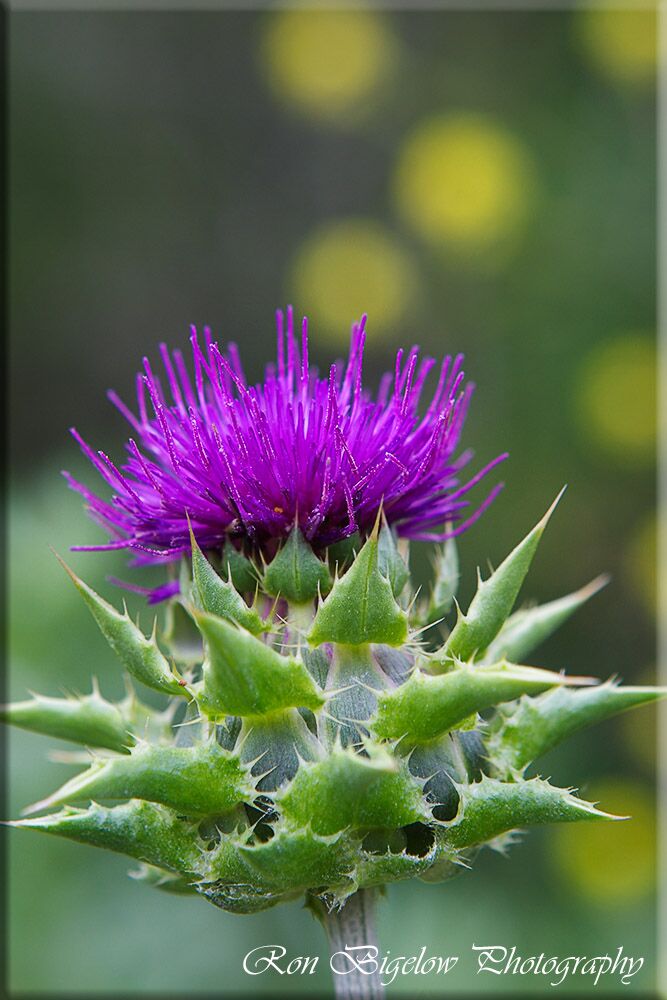 Ron Bigelow Photography - Wildflower
