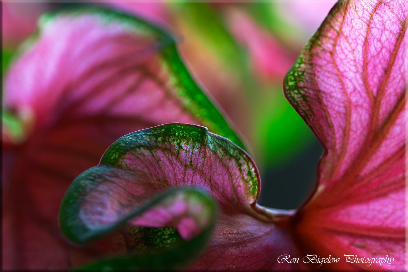 Ron Bigelow Photography - Caladium